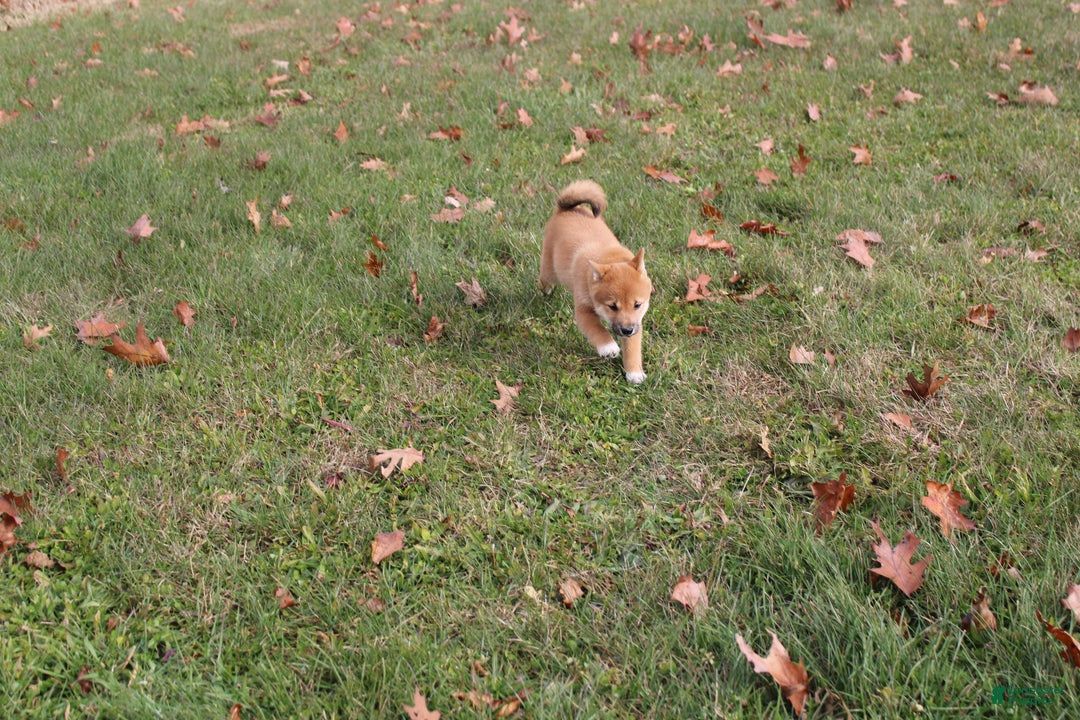 Shiba Inu dogs for sale: Aphrodite  - Ad 7