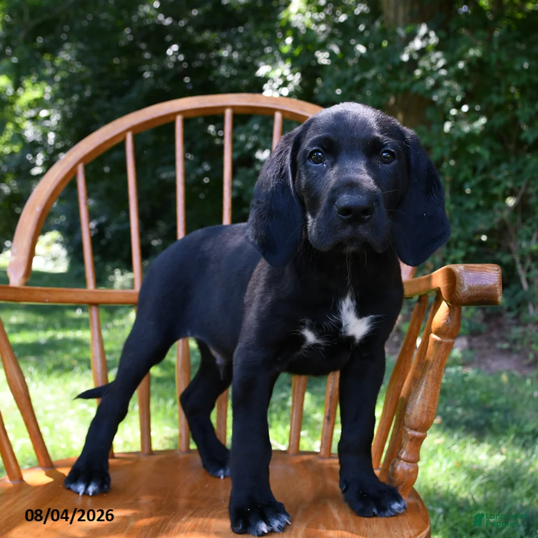 Mixed Breed dogs for sale: Moonbeam - Ad 1