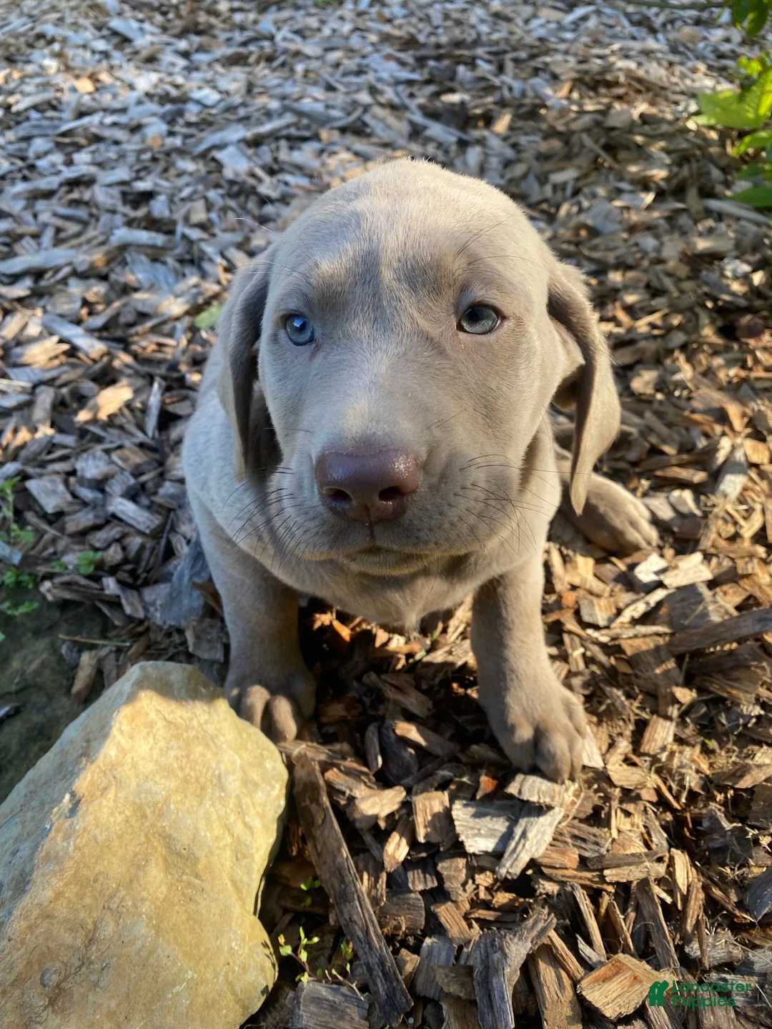 Labrador Retriever dogs for sale: Marlene - Ad 1