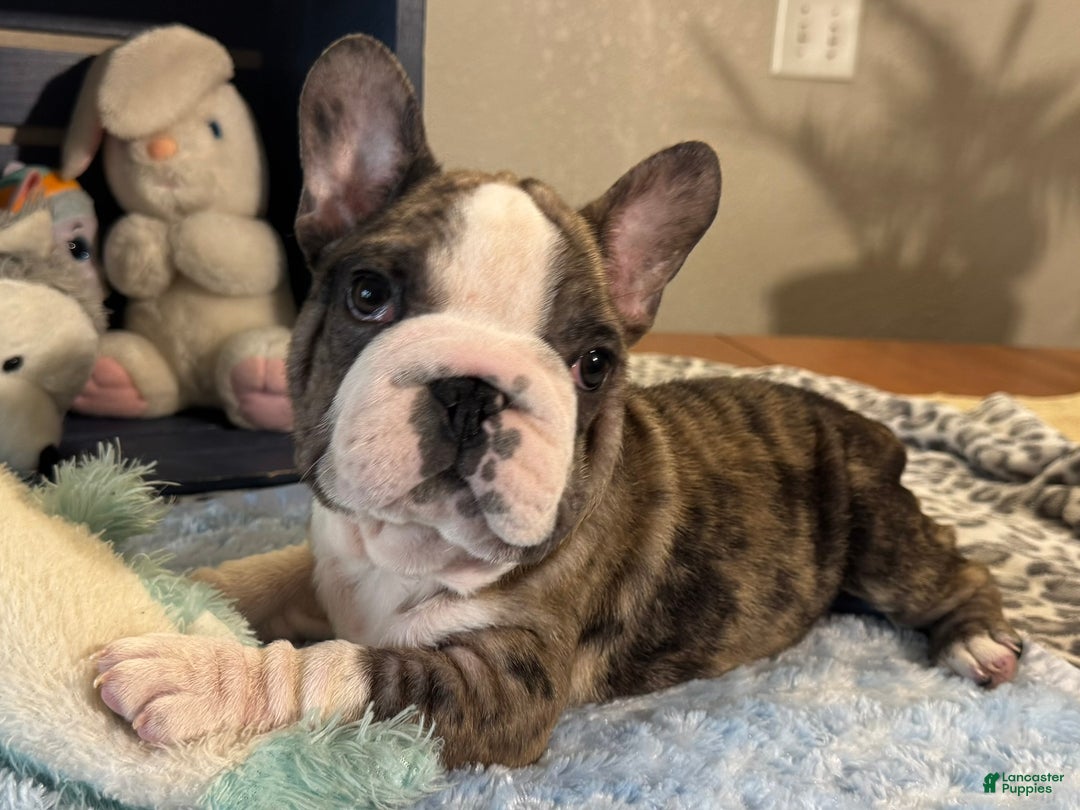 French Bulldog dogs for sale: Ben - Ad 3