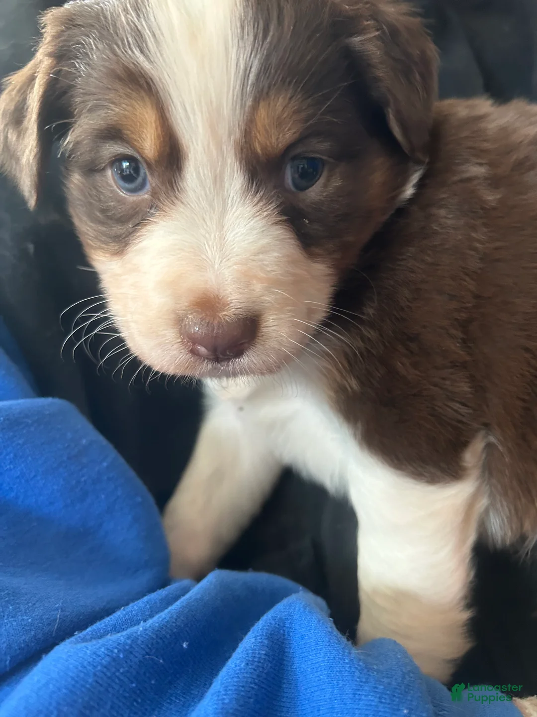 Australian Shepherd dogs for sale: Bridget Bishop - Ad 3