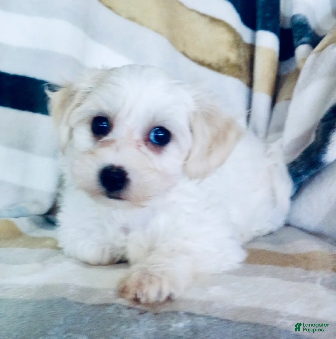 Yochon dogs for sale: Millie - Ad 2