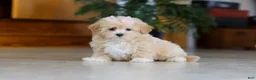 Maltipoo dogs for sale: Callie - Ad 6