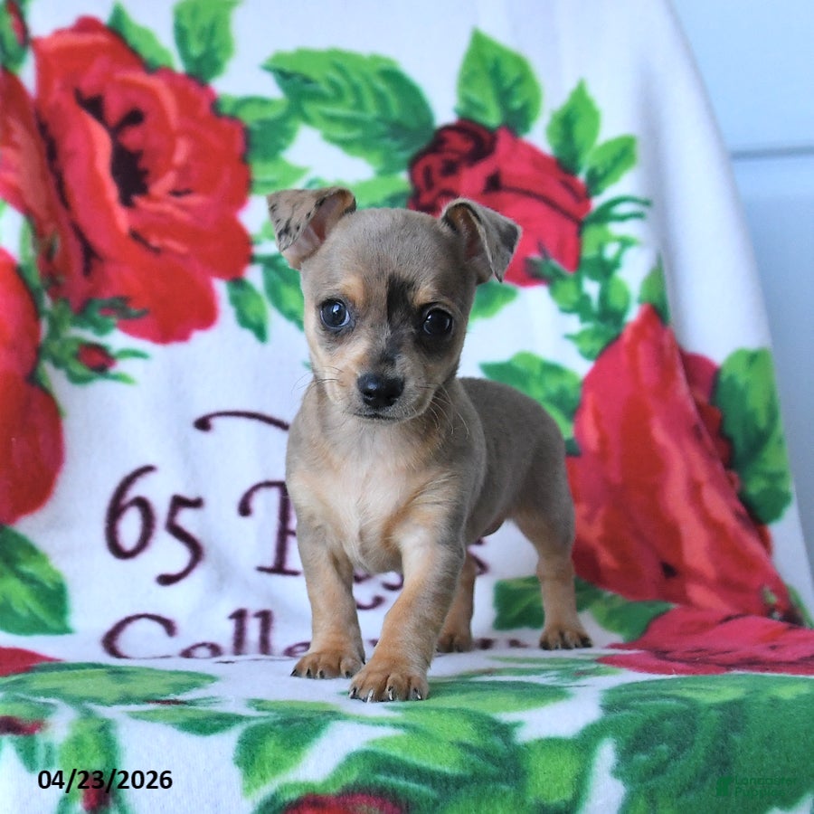 Chihuahua dogs Cinnamon - Ad 2