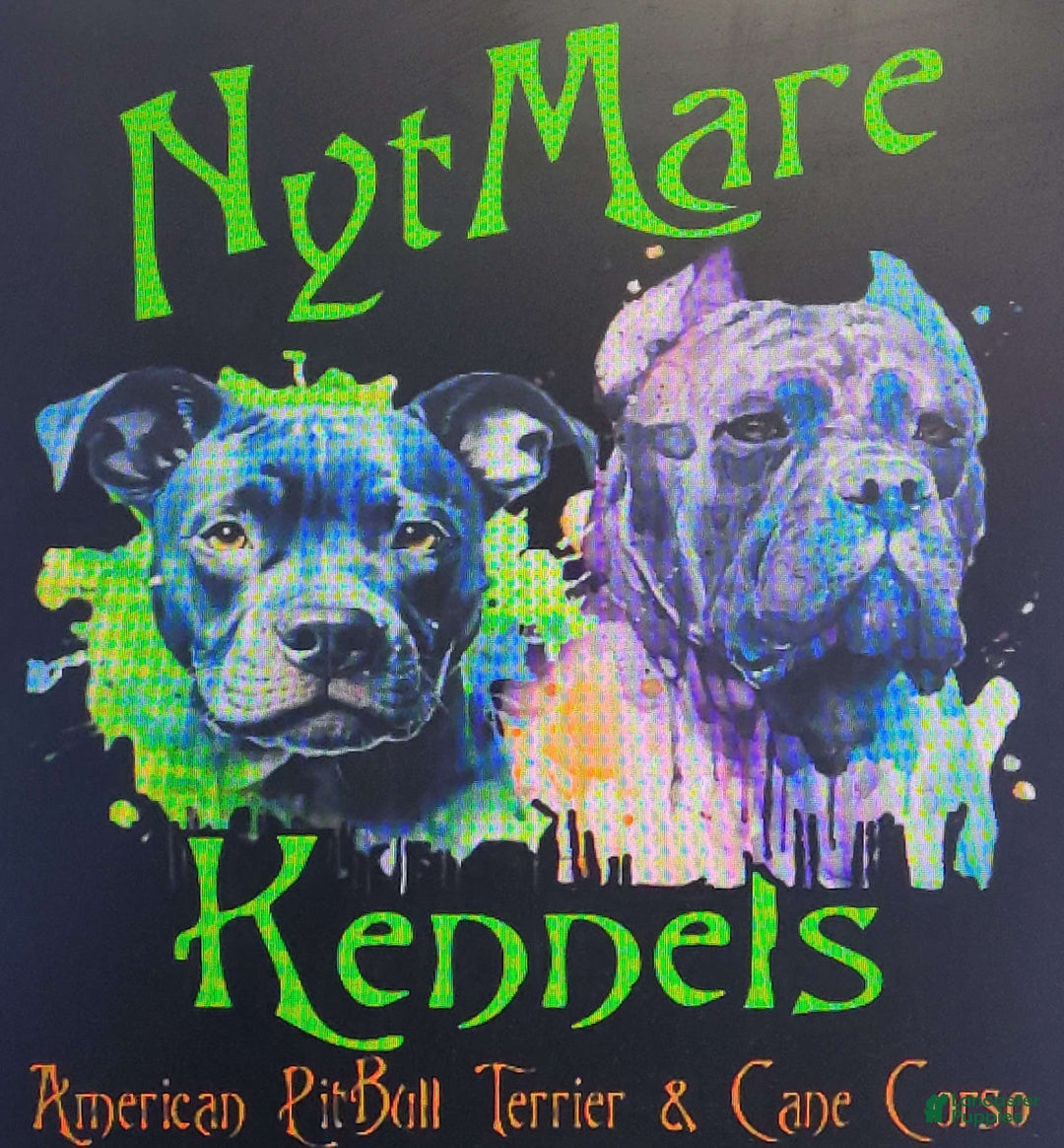 American Pit Bull Terrier breeders | Lancaster Puppies, image size:1080x1164