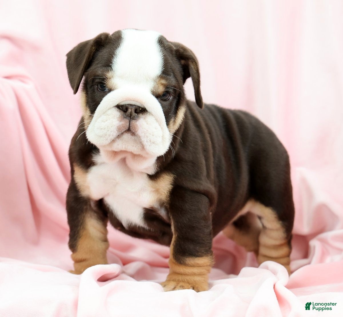 English Bulldog dogs Bessie - Ad 2