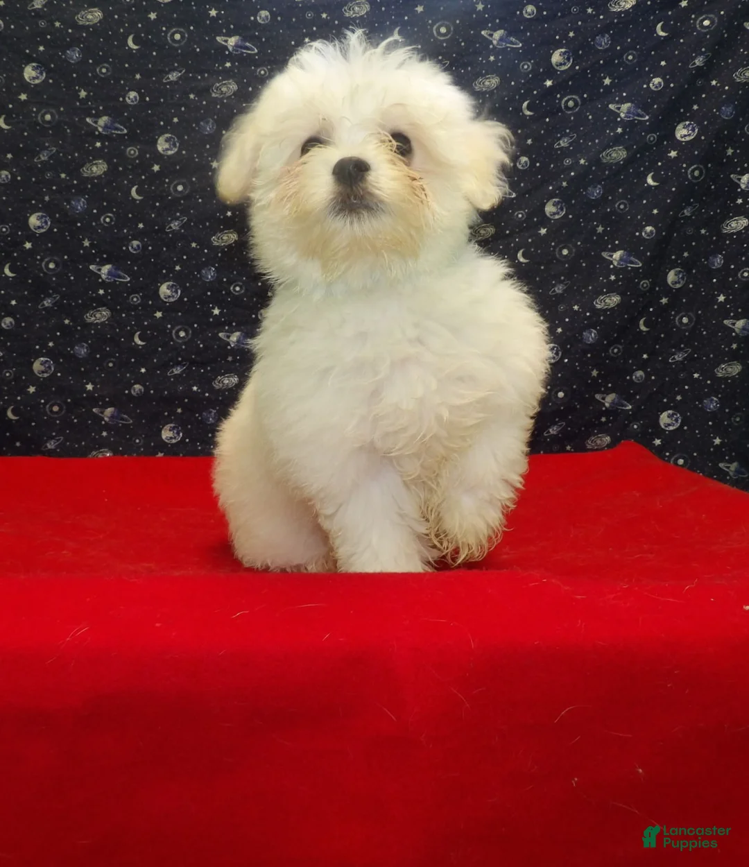 Maltese dogs for sale: Macho - Ad 4