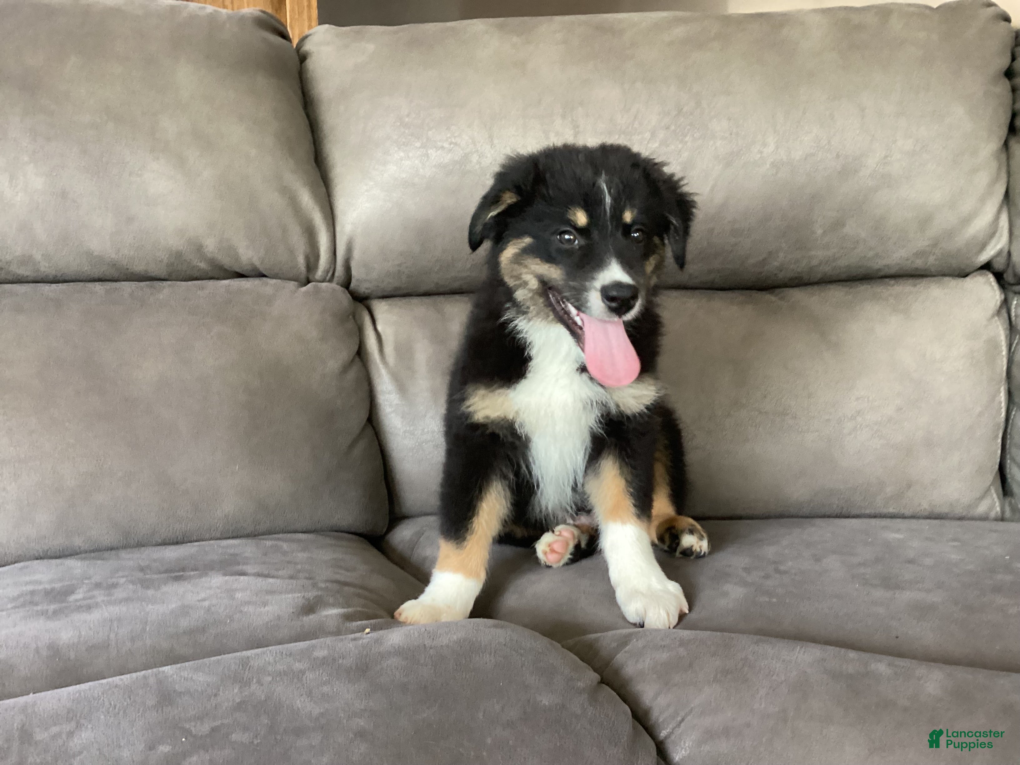 Australian Shepherd dogs Panda - Ad 1