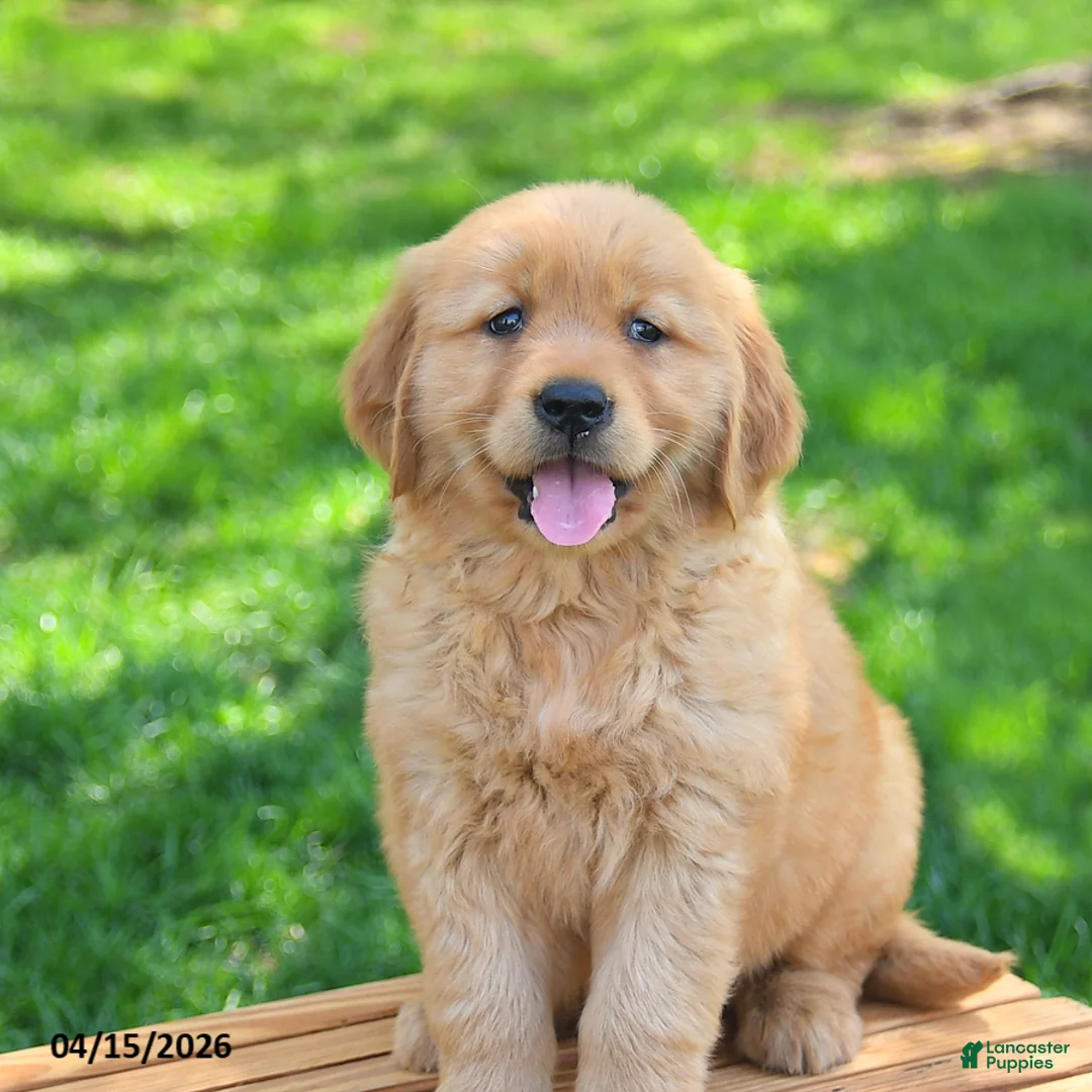 Golden Retriever dogs for sale: Meadow - Ad 2