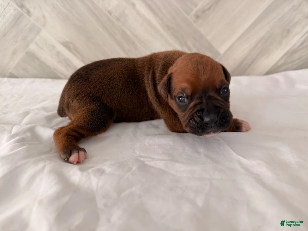 Boxer dogs for sale: Coco - Ad 1