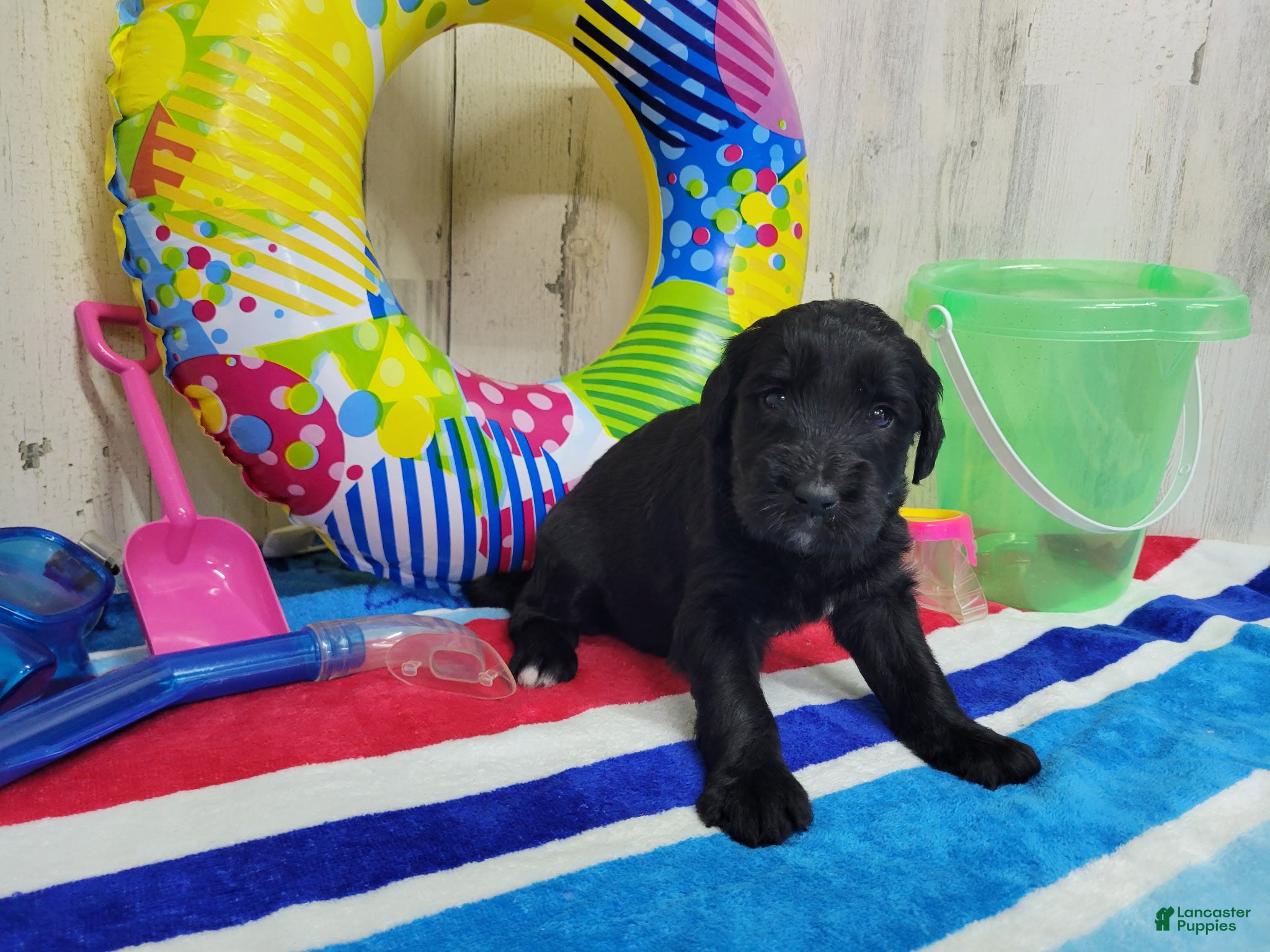 Goldendoodle dogs F1 Crowder - Ad 32