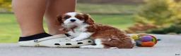 Cavalier King Charles Spaniel dogs for sale: Acorn - Ad 7