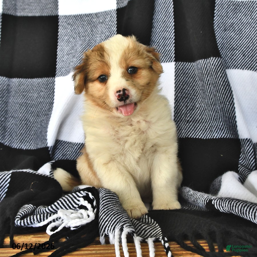 Mixed Breed dogs Sunny   - Ad 1
