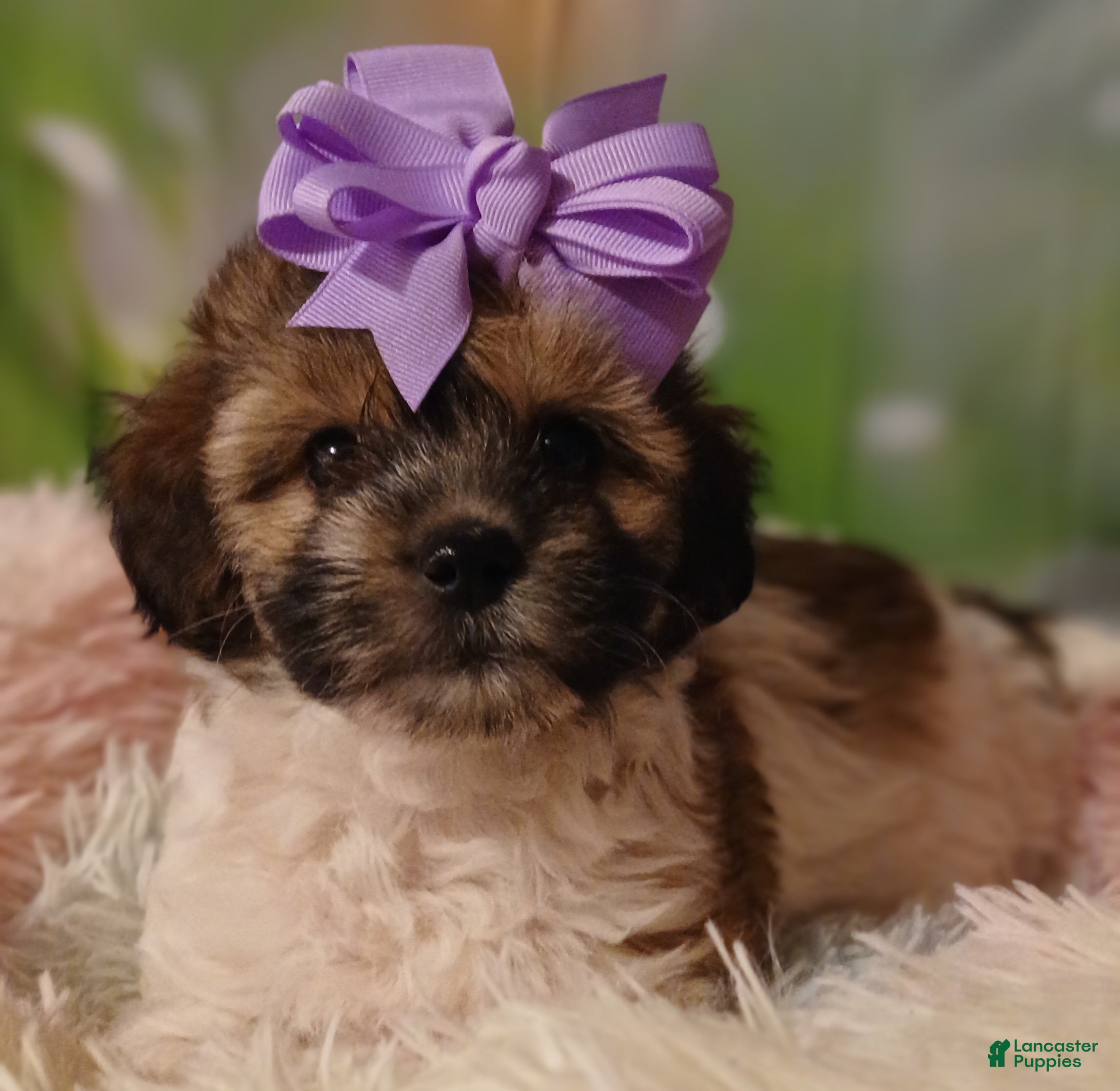 Havanese dogs Havanese 2 Lulu - Ad 10