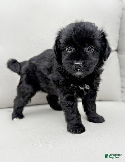 Mini Aussiedoodle dogs Indy - Ad 2
