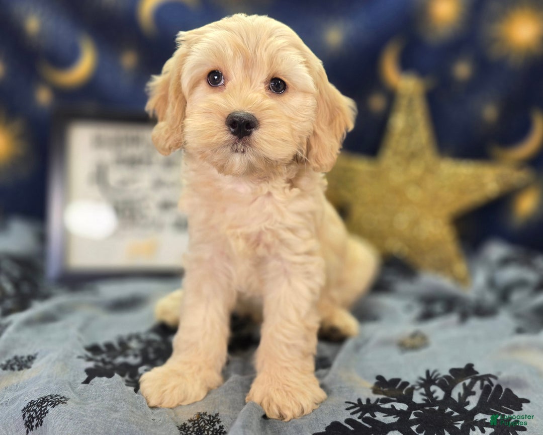 Cockapoo dogs for sale: Lieutenant Pete - Ad 10