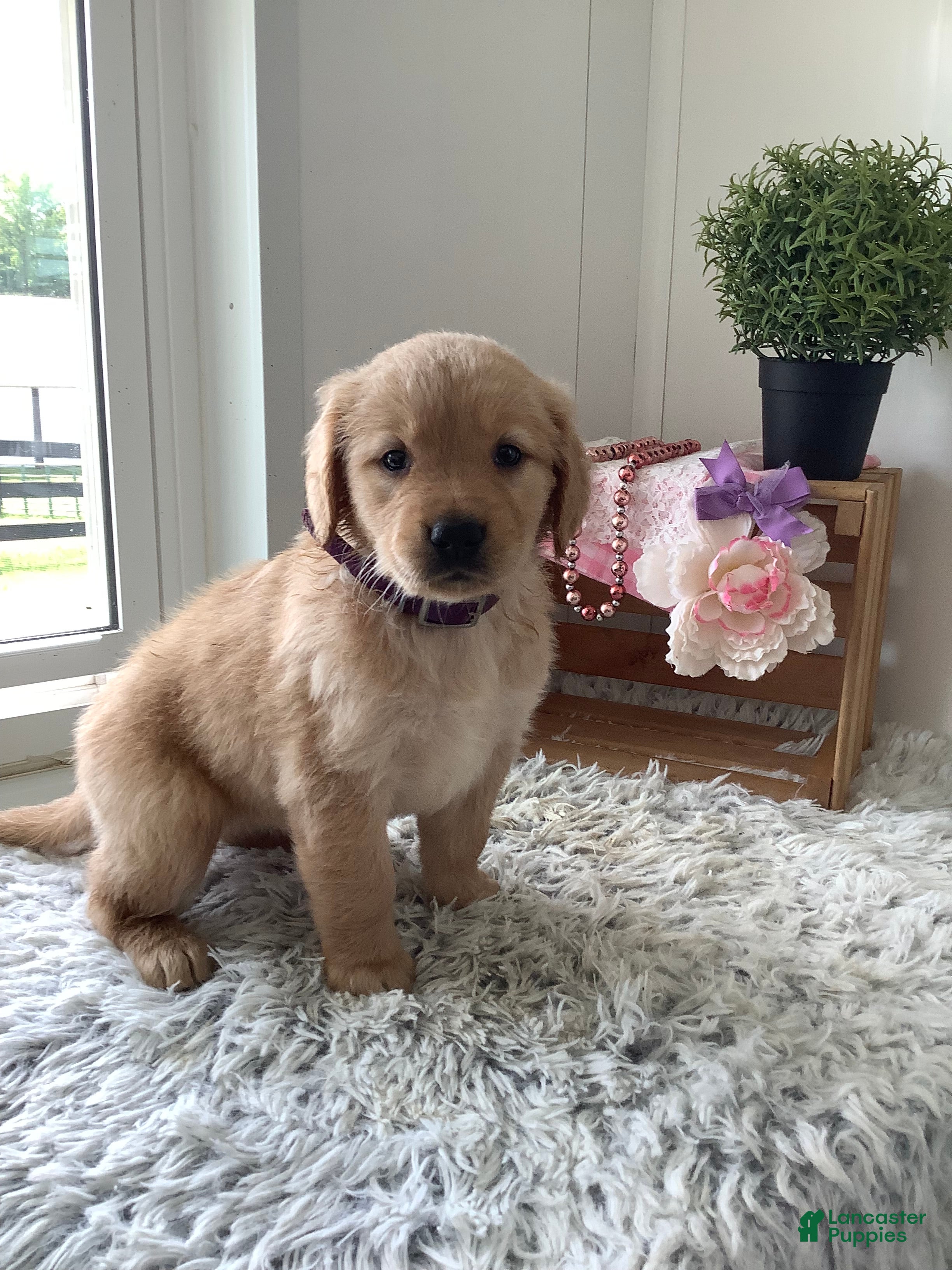 Golden Retriever dogs for sale: Golden Retriever. Cora - Ad 3
