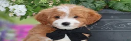 Mini Goldendoodle dogs for sale: Topper - Ad 2