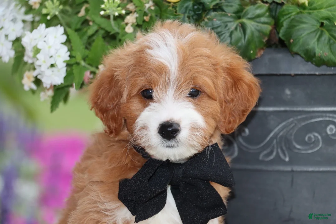 Mini Goldendoodle dogs for sale: Topper - Ad 2