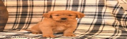 Golden Retriever dogs for sale: Victor  - Ad 2