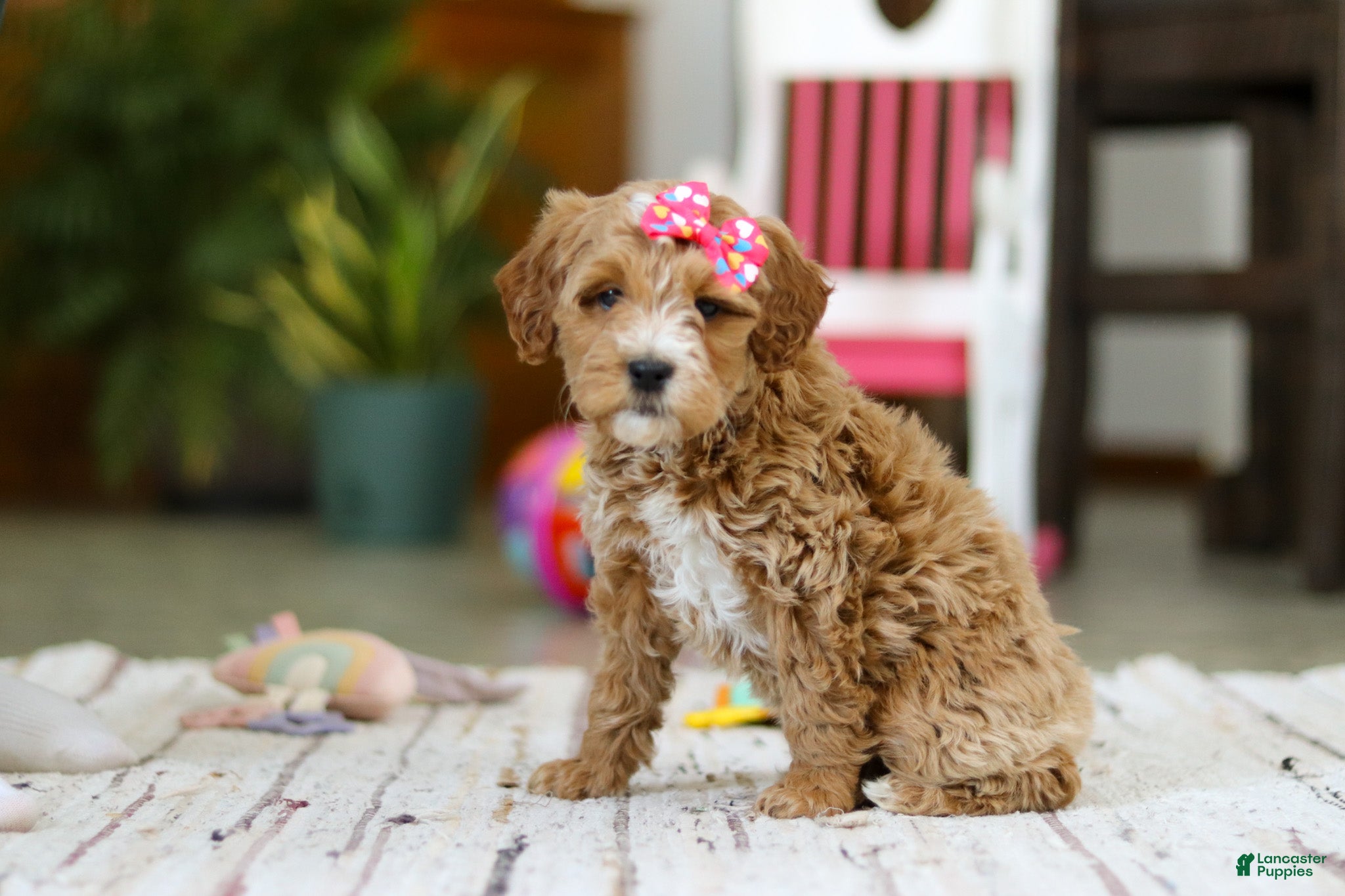 Mini Goldendoodle dogs Janice - Ad 2