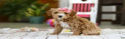 Mini Goldendoodle dogs for sale: Janice - Ad 2