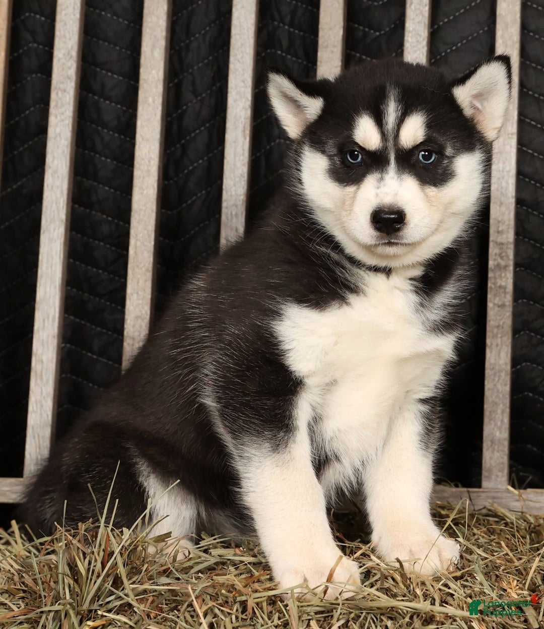Siberian Husky dogs for sale: Beverly - Ad 3
