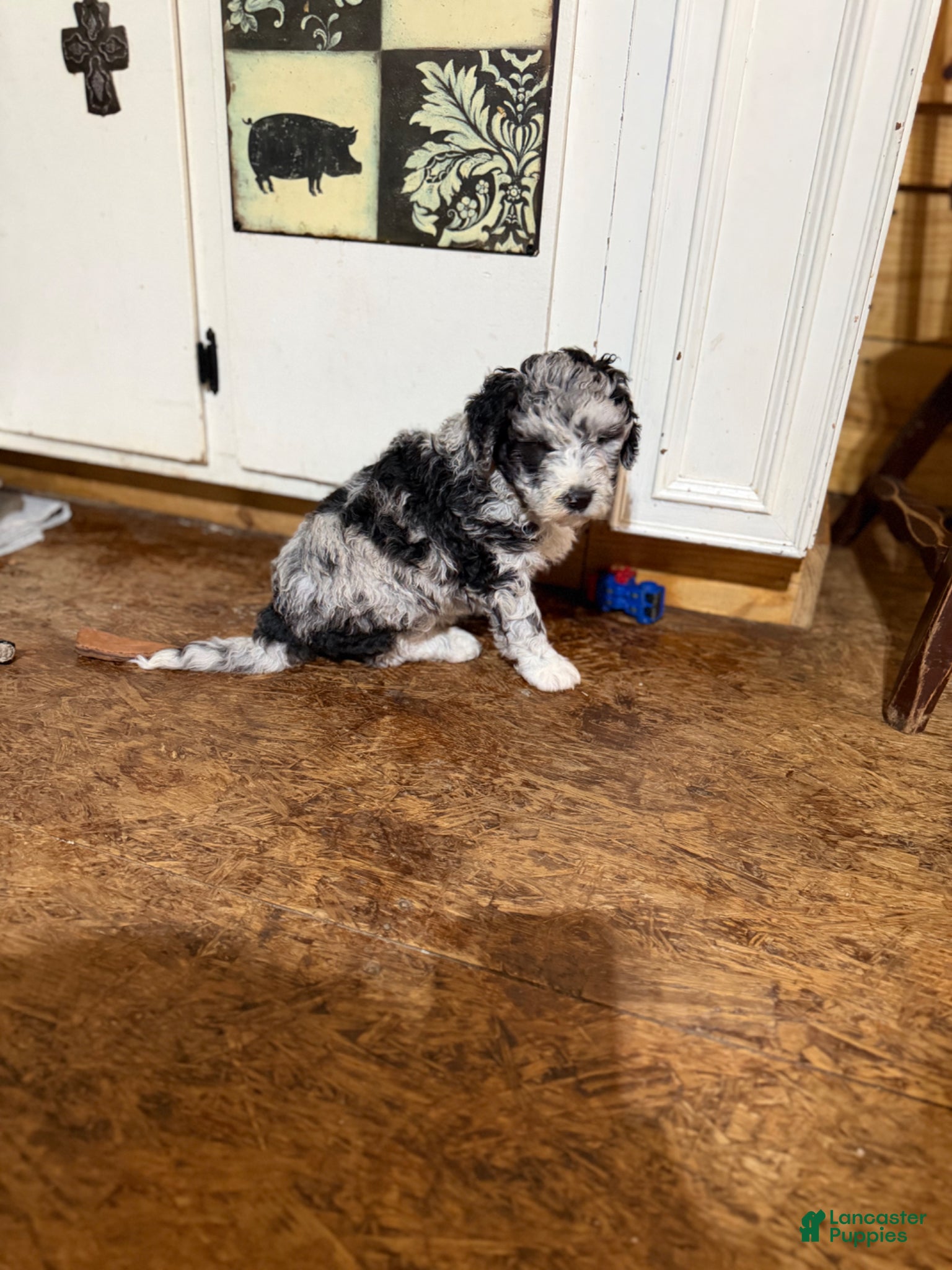 Aussiedoodle dogs Aussiedoodle Puppy 1 - Ad 34