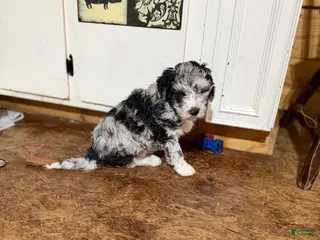 Aussiedoodle dogs Aussiedoodle Puppy 1 - Ad 34