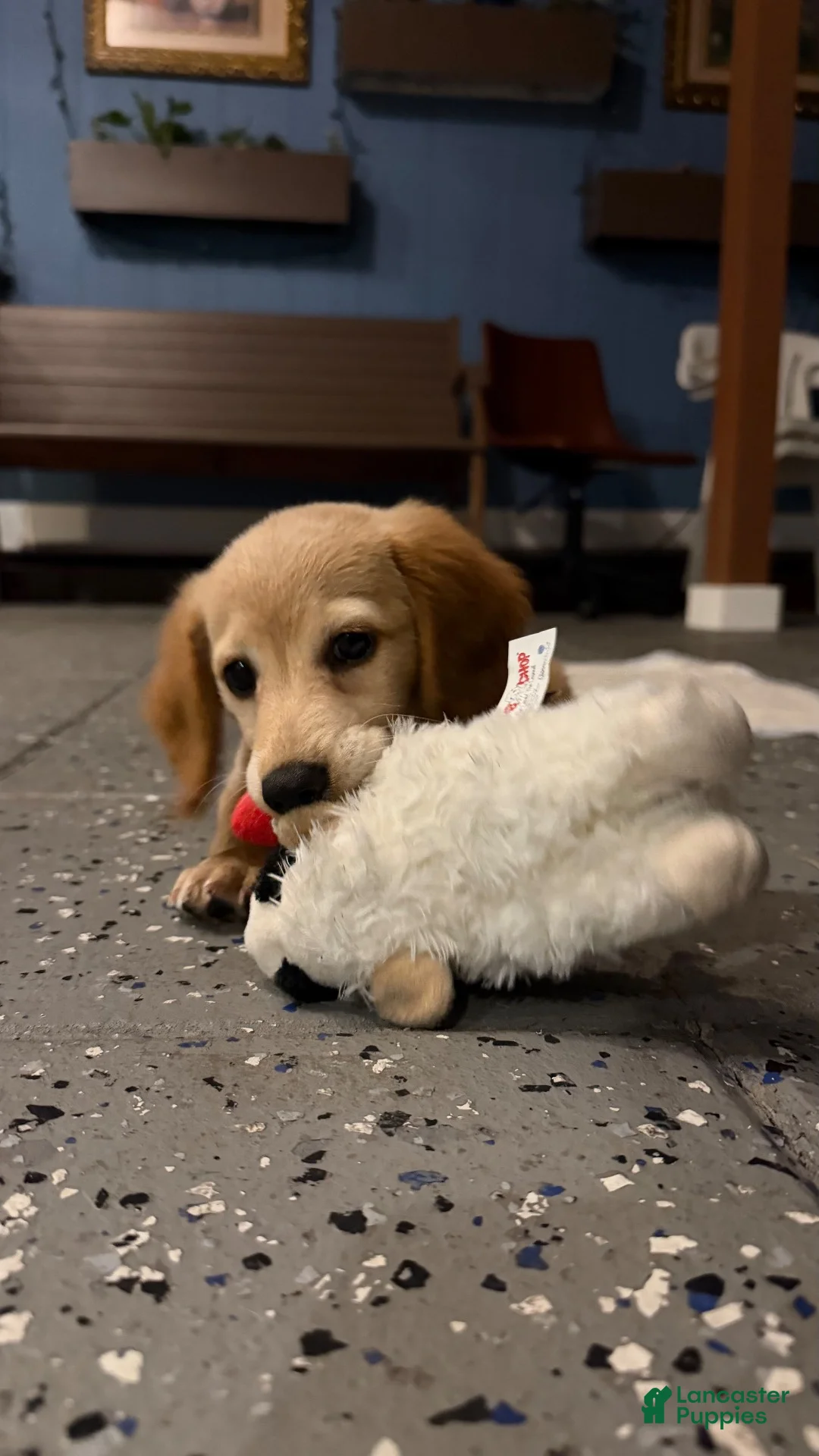 Miniature Dachshund dogs for sale:  Milo Miniature Dachshund 1 - Ad 2