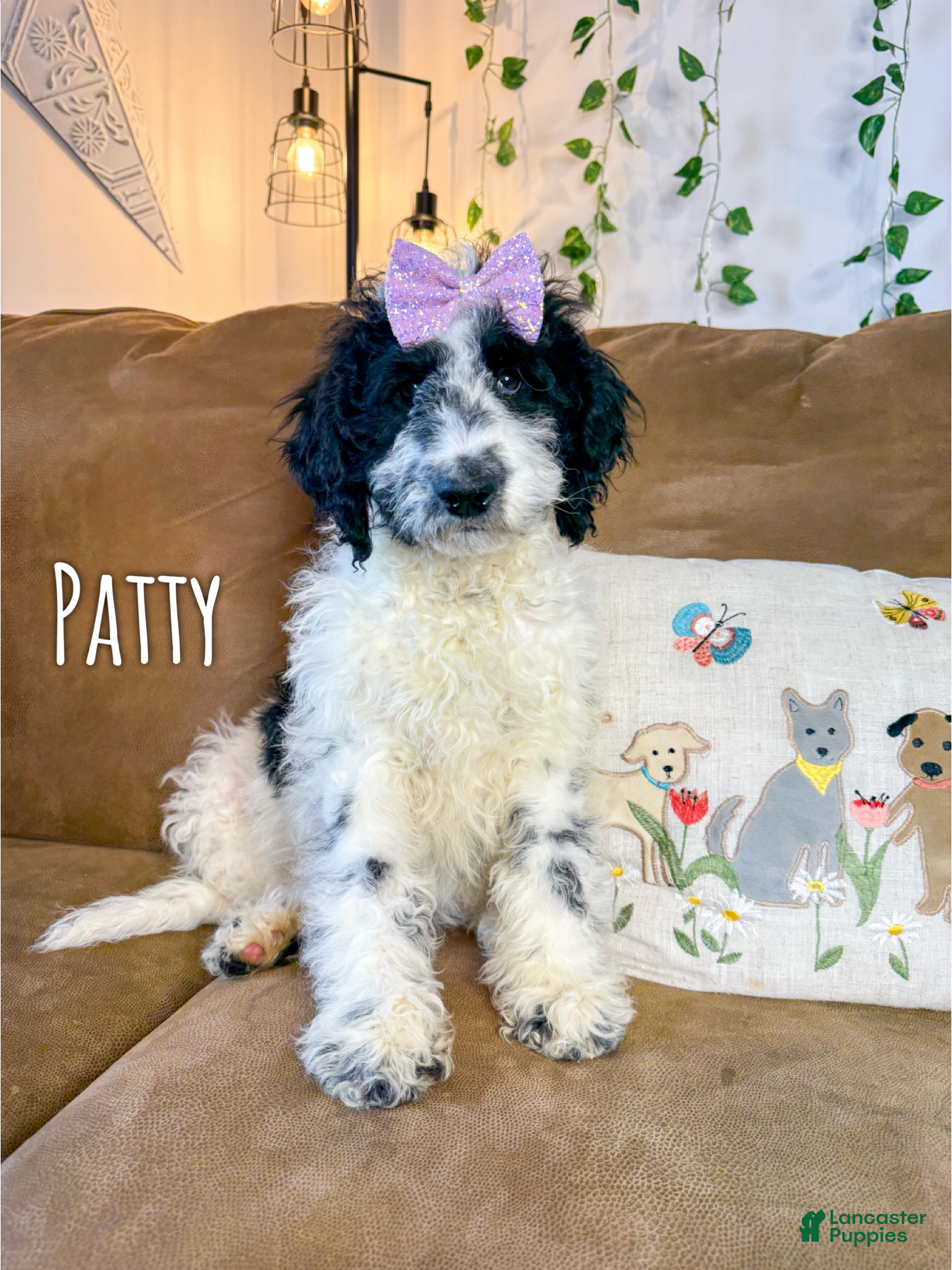 Mini Goldendoodle dogs Patty - Ad 1
