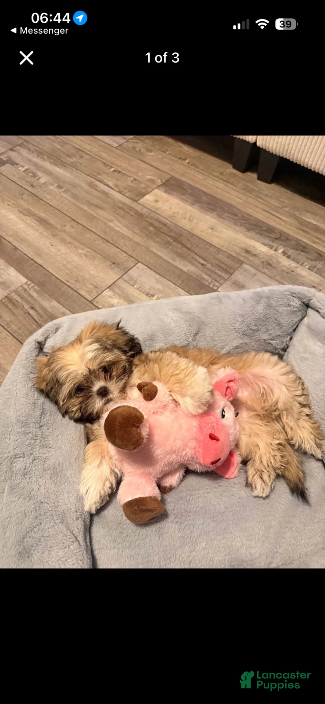 Shih Tzu dogs for sale: Shih Tzu 2 - Ad 1