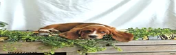 Basset Hound dogs for sale: Buttercup - Ad 3