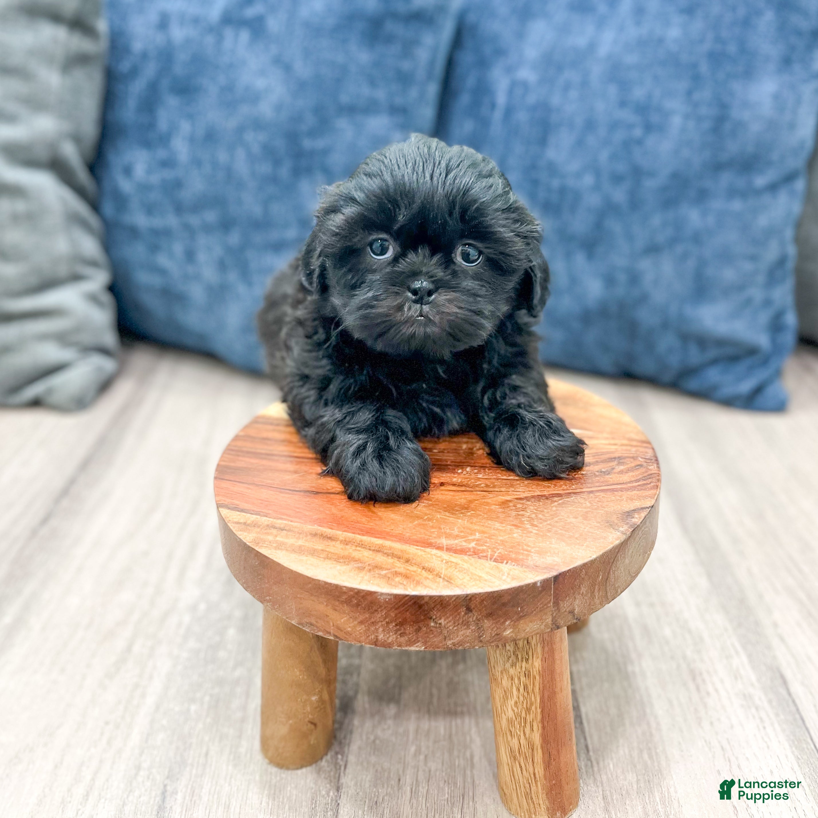 Teddy Bear dogs Penny - Ad 2