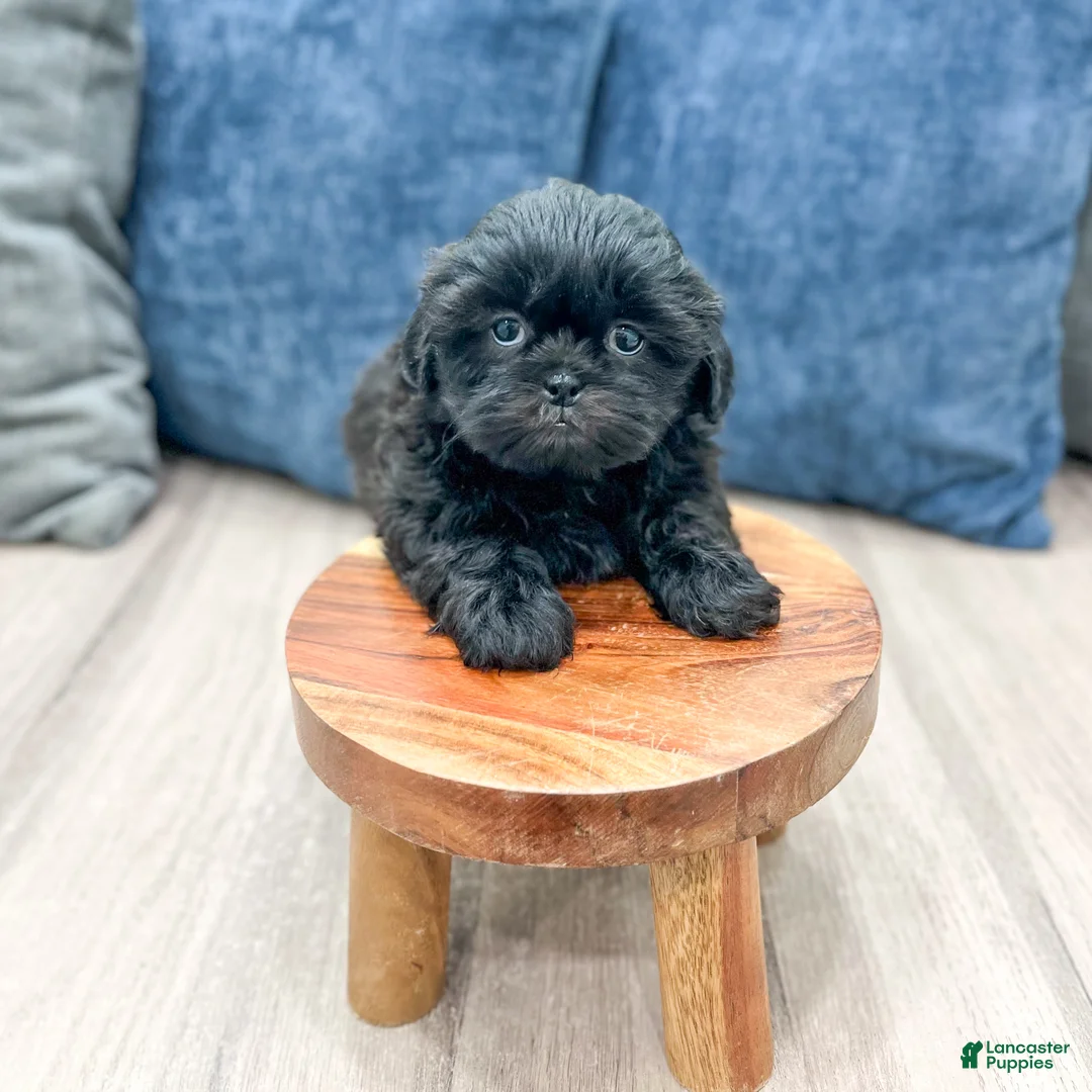 Mixed Breed dogs for sale: Penny - Ad 2