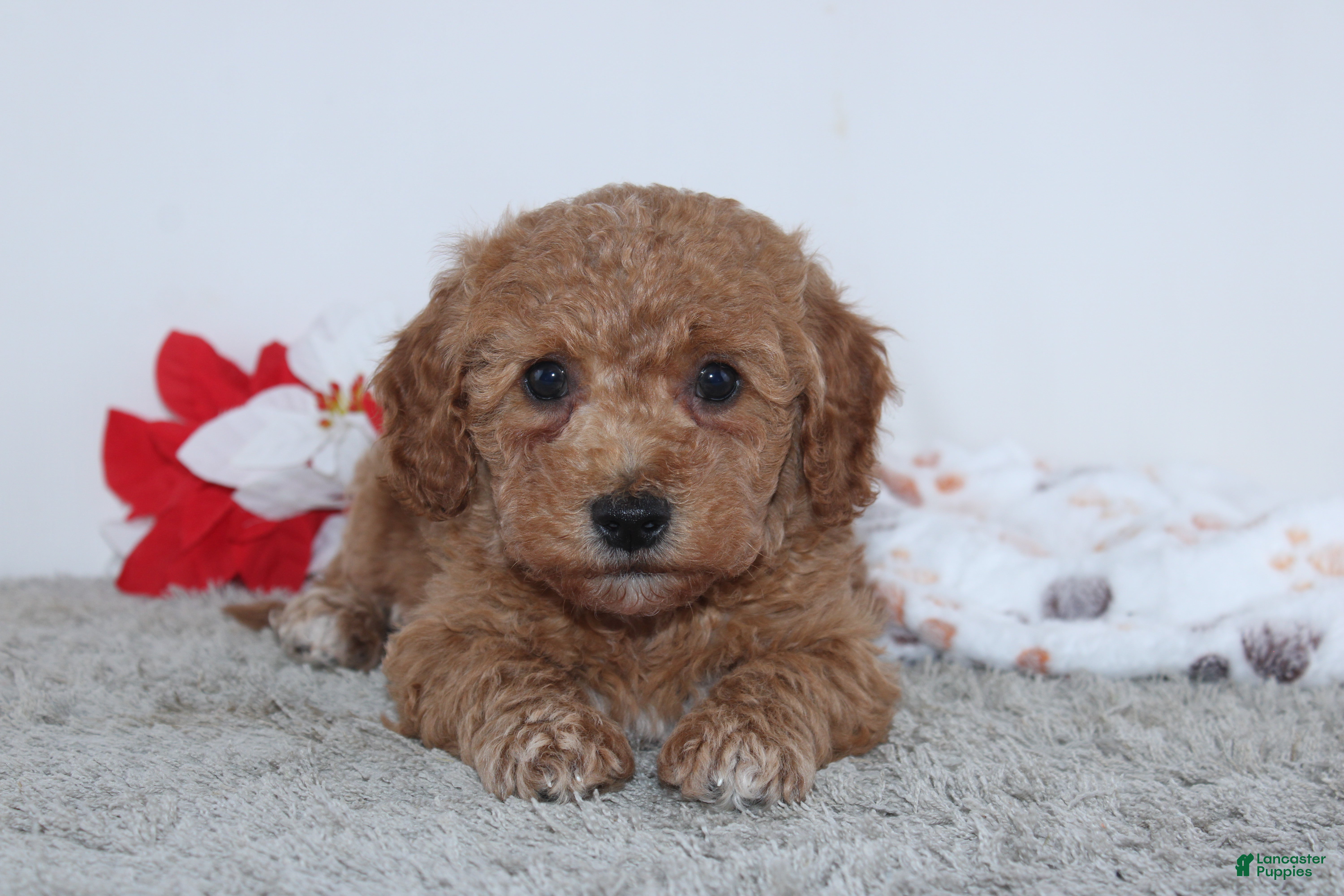 Mini Goldendoodle dogs Israel - Ad 21