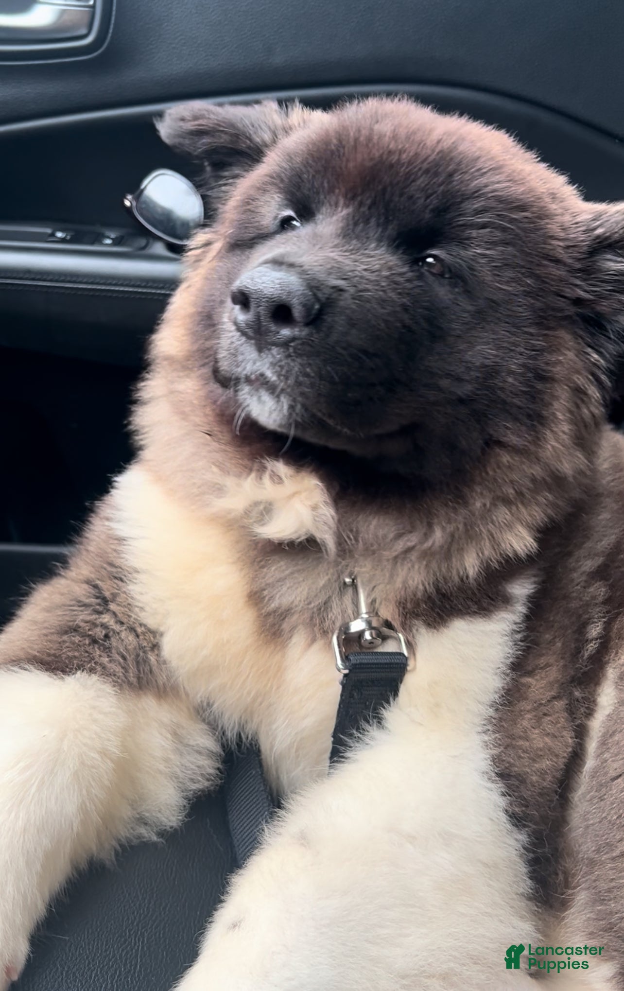Akita dogs Akita 1 - Ad 20