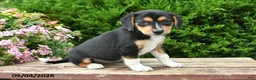 Beagle dogs for sale: Remi - Ad 3