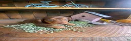 Miniature Dachshund dogs for sale: Reece - Ad 3
