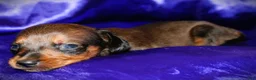 Dachshund dogs for sale: Circe - Ad 5