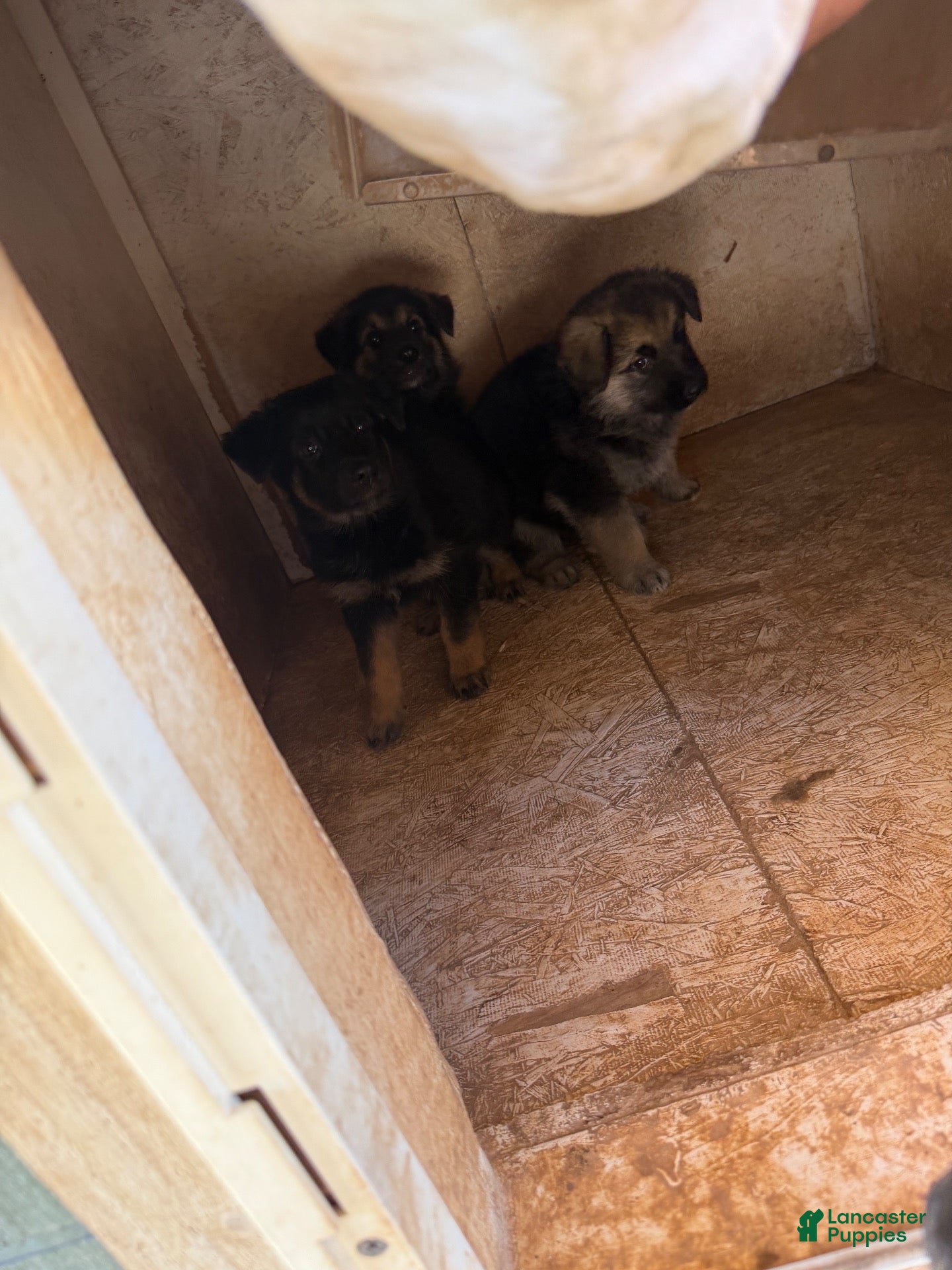 German Shepherd dogs German Shepherd 2 - Ad 31