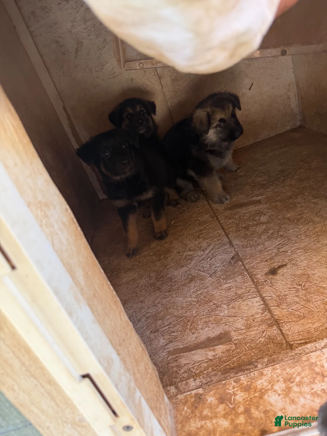 German Shepherd dogs for sale: German Shepherd 2 - Ad 1
