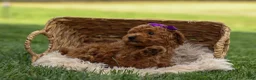 Miniature Poodle dogs for sale: Zazzy - Ad 2