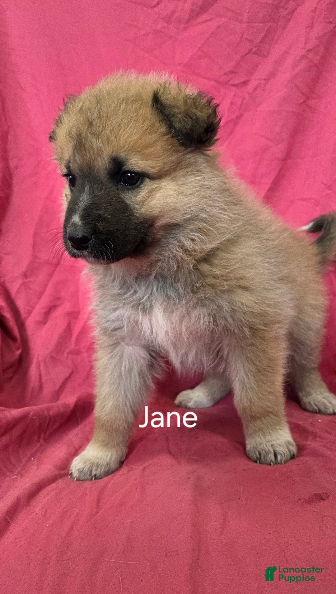 Mixed Breed dogs for sale: Jane - Ad 1