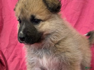 Mixed Breed dogs Jane - Ad 5