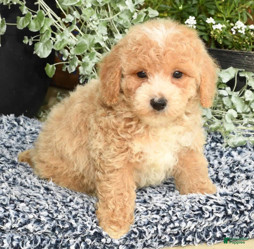 Bichpoo dogs for sale: Skipper - Ad 3