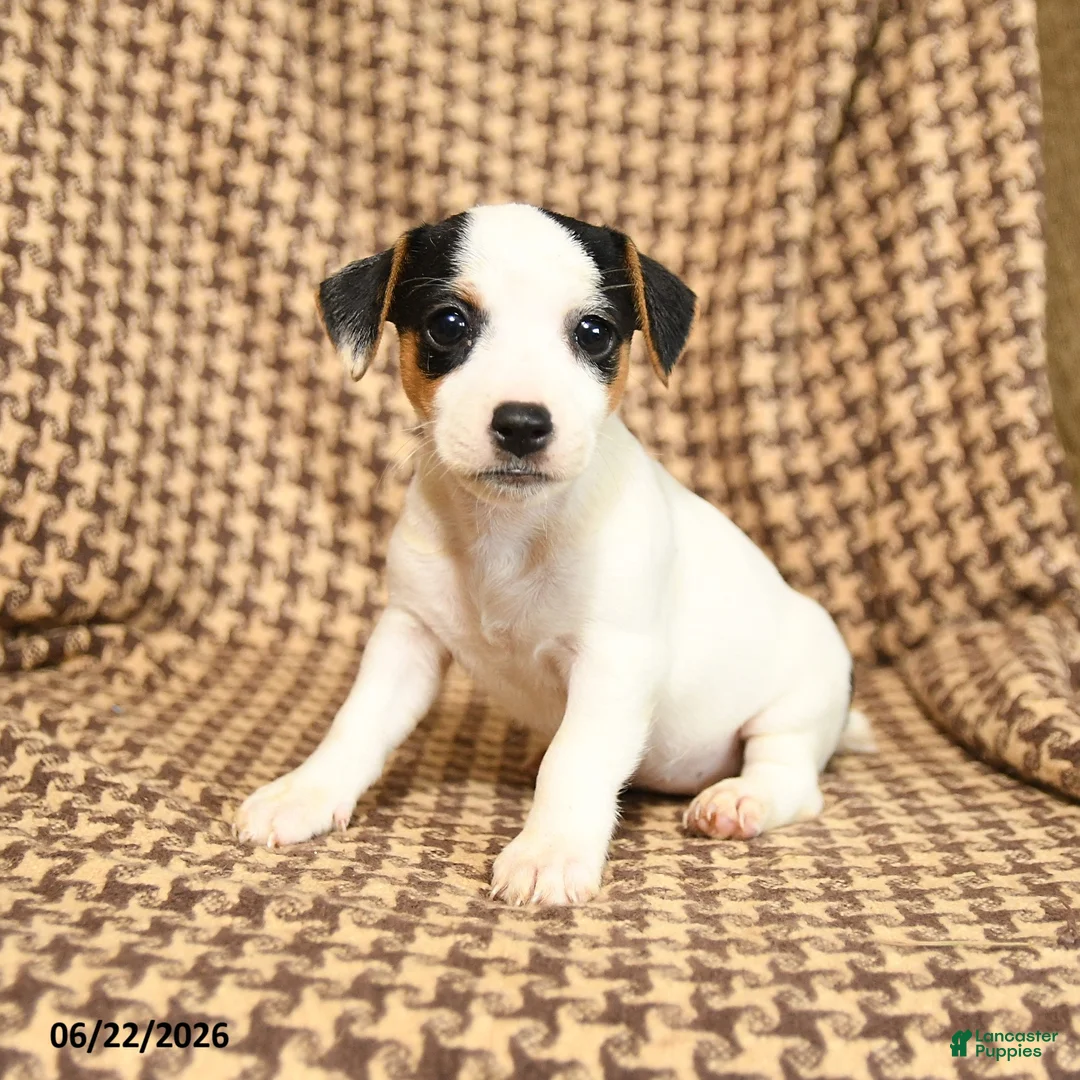 Jack Russell Terrier dogs for sale: Sierra - Ad 1