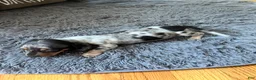 Miniature Dachshund dogs for sale: Akc Rose - Ad 6