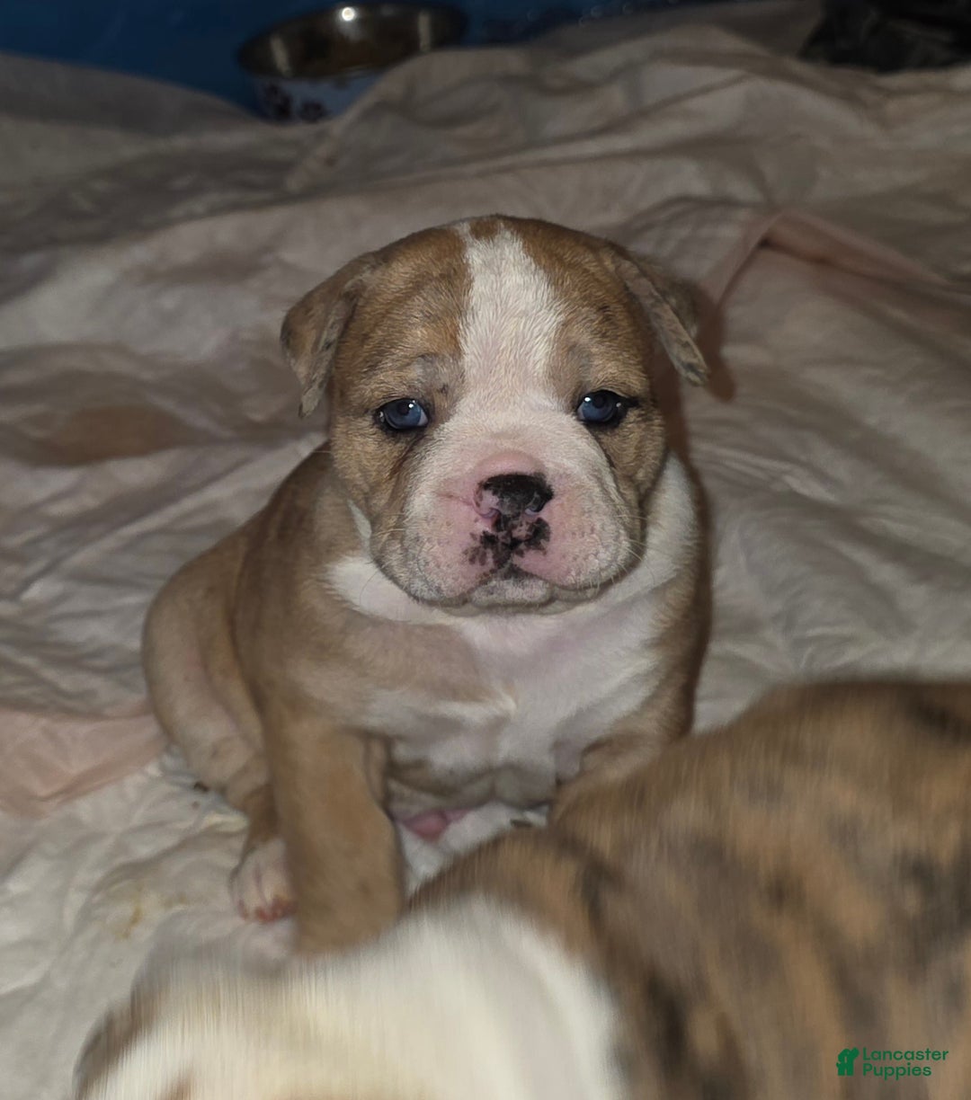 Mixed Breed dogs for sale: OLDE ENGLISH BULLDOG  - Ad 4