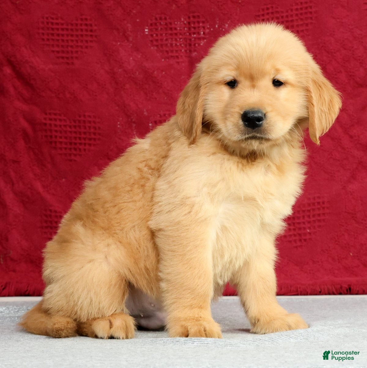 Golden Retriever dogs Theo - Ad 1